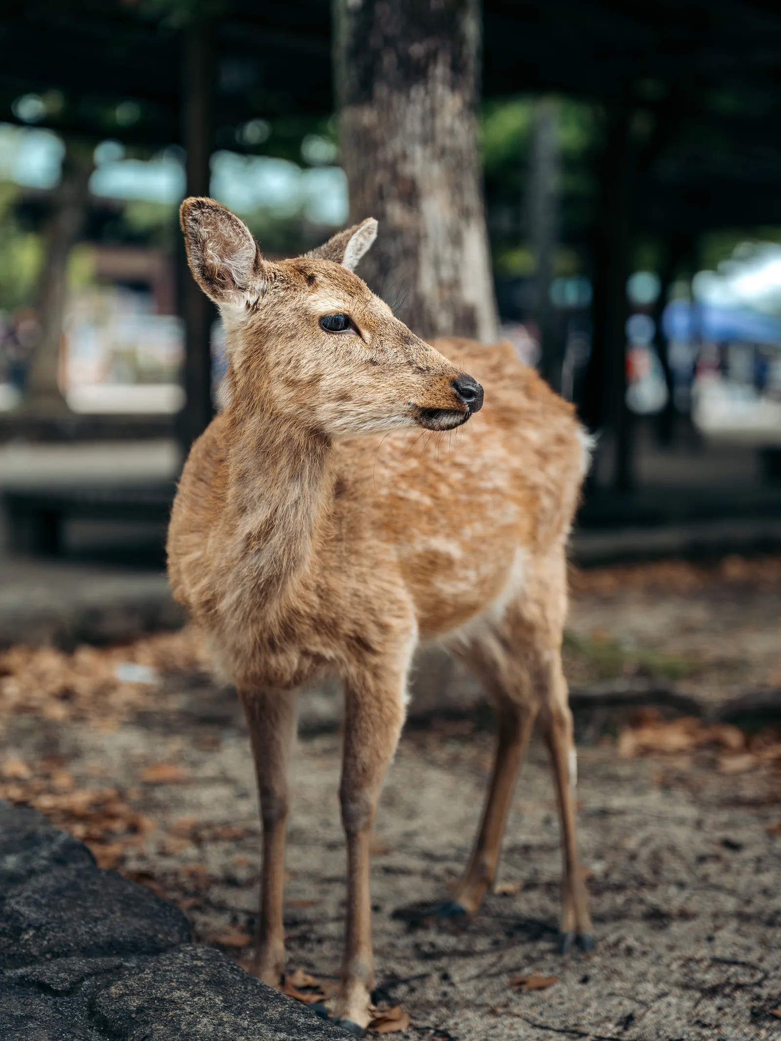 Japon — photo 45